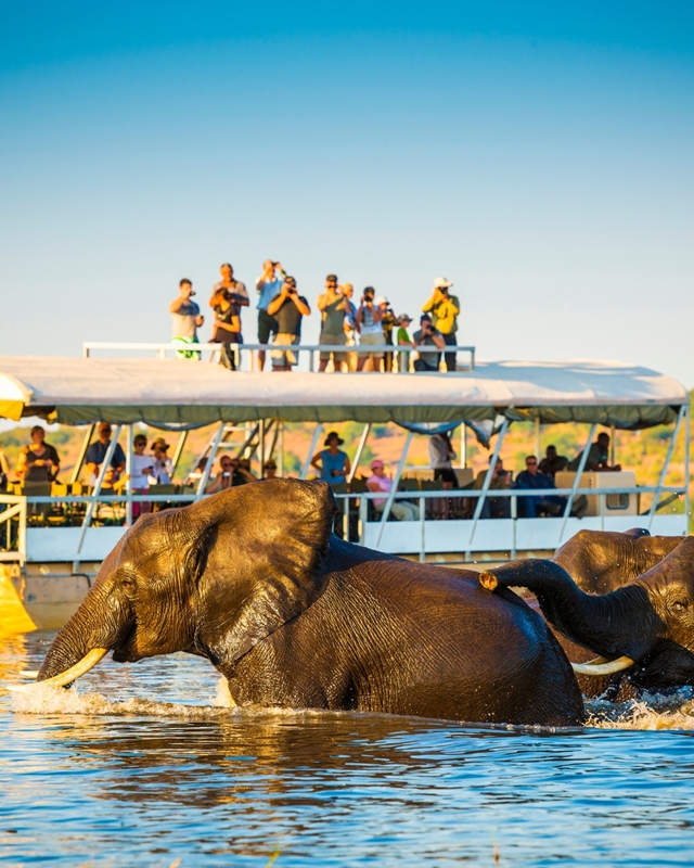 Safari