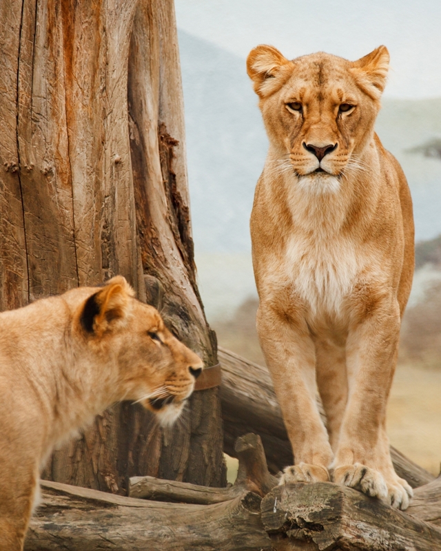 Safari