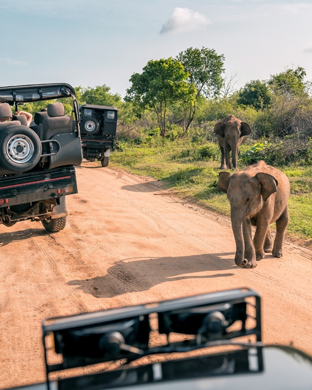 Safari