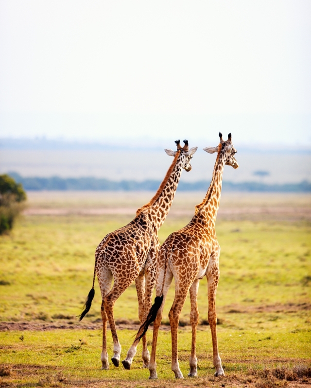Safari